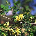 Colutea arborescens